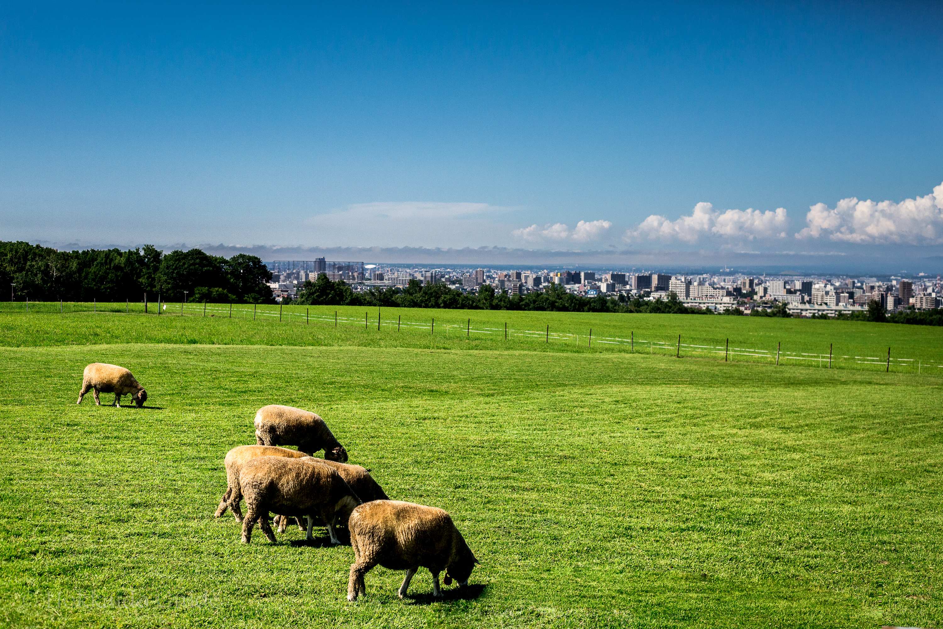 🐑 삿포로 히쓰지가오카 전망대 이미지 4